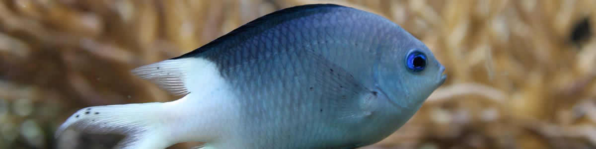 Fish Supplies