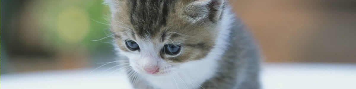 Cat Supplies & Accessories