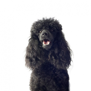 Miniature Poodle Puppies Breed Info