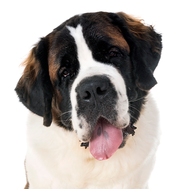 Saint Bernard Dog Breed Information and Pictures