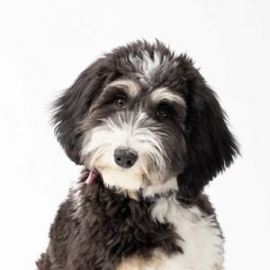 Miniature Bernedoodle