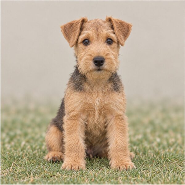 Lakeland-Terrier