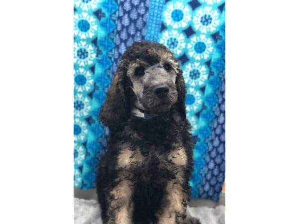 Standard Poodle DOG Male Cafe Au Lait 18684 Petland Batavia, Illinois