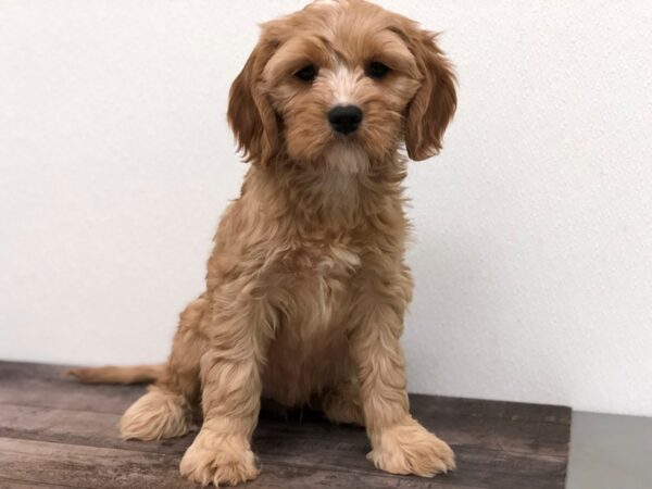 Cavapoo DOG Male Apricot 10687 Petland Batavia, Illinois