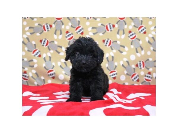 Woodle Mini-DOG-Female-Black-10773-Petland Batavia, Illinois