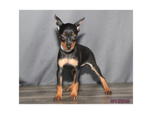 Miniature Pinscher-DOG-Female-Black / Tan-19396-Petland Batavia, Illinois