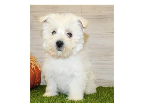 West Highland White Terrier DOG Male White 11447 Petland Batavia, Illinois