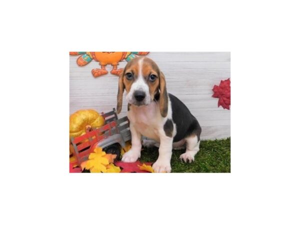 Beagle DOG Female Black White / Tan 19615 Petland Batavia, Illinois