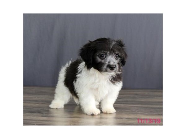 Havanese DOG Female Black / White 11488 Petland Batavia, Illinois