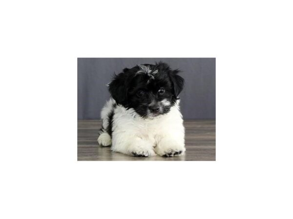 Havanese DOG Male Black / White 19372 Petland Batavia, Illinois