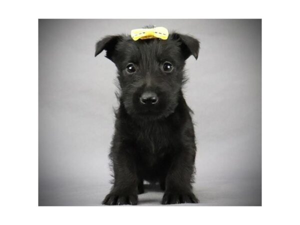 Scottish Terrier DOG Female Black 11499 Petland Batavia, Illinois