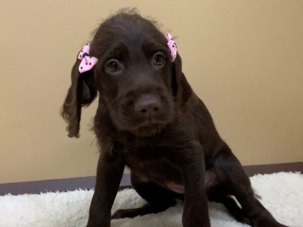 Labradoodle DOG Female Chocolate 19385 Petland Batavia, Illinois