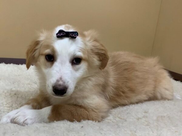 English Shepherd DOG Female Sable & White 19396 Petland Batavia, Illinois