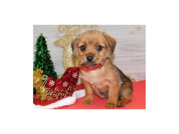 Peke a Bea-DOG-Female-Red-19403-Petland Batavia, Illinois