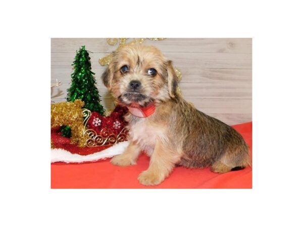 Peke a Bea-DOG-Female-Red Sable-11522-Petland Batavia, Illinois