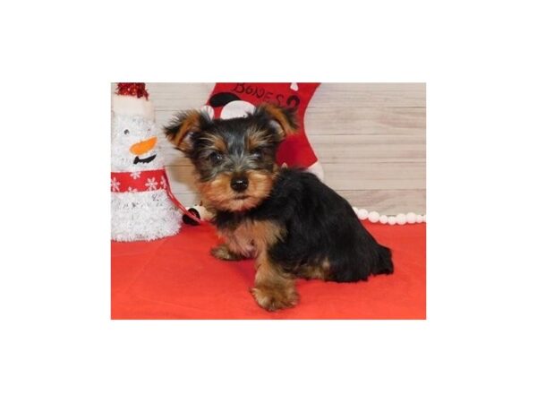 Yorkshire Terrier DOG Male Black / Tan 11519 Petland Batavia, Illinois