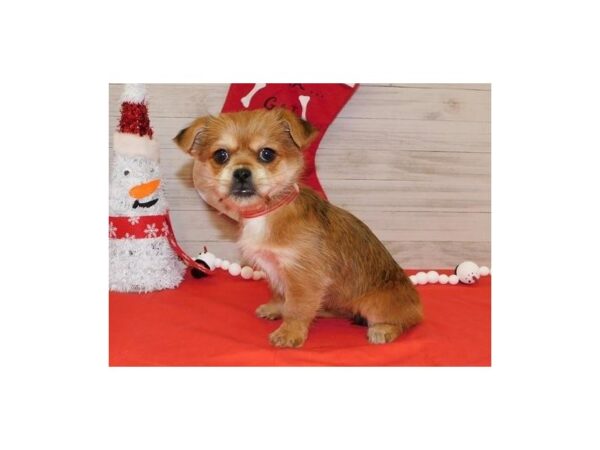 Yorkinese-DOG-Female-Red Sable-11524-Petland Batavia, Illinois