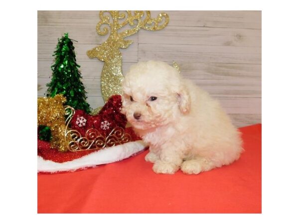 Poodle DOG Male Cream 19456 Petland Batavia, Illinois