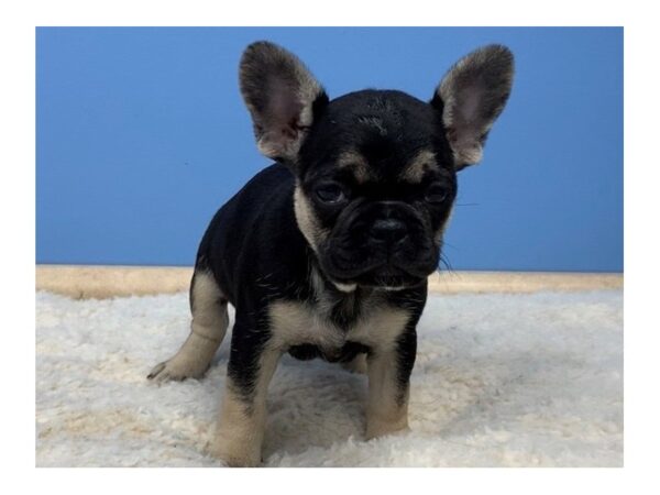 French Bulldog DOG Female Black & Tan 19696 Petland Batavia, Illinois