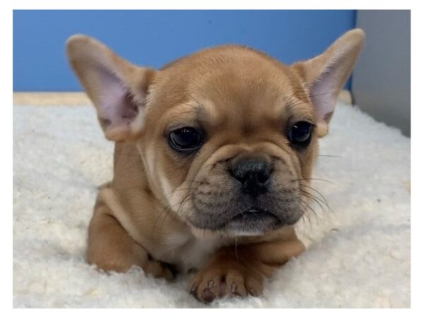 French Bulldog DOG Male Red Fawn 19698 Petland Batavia, Illinois