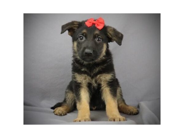 German Shepherd Dog DOG Female Black / Tan 19702 Petland Batavia, Illinois