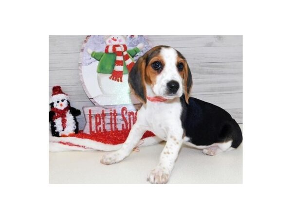 Beagle-DOG-Female-Black White / Tan-11538-Petland Batavia, Illinois