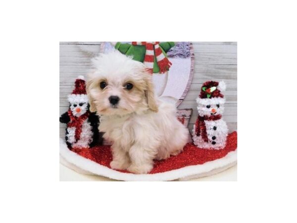 Cavachon-DOG-Male-Blenheim-11534-Petland Batavia, Illinois