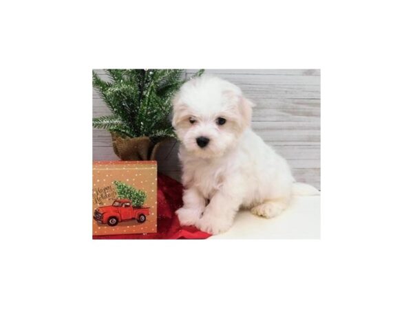 Maltese DOG Male White 19421 Petland Batavia, Illinois