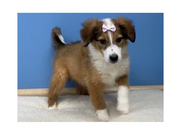 English Shepherd DOG Female Sable & White 11556 Petland Batavia, Illinois