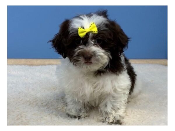 Shih Poo DOG Female Cream 11554 Petland Batavia, Illinois