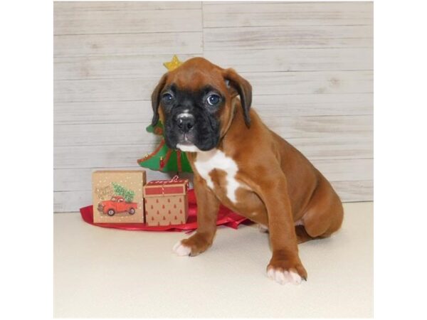 Boxer DOG Female Mahogany 19461 Petland Batavia, Illinois