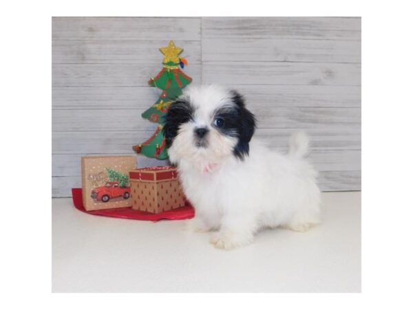 Shih Tzu DOG Female Black / White 19457 Petland Batavia, Illinois