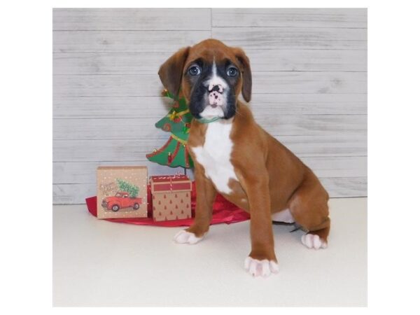 Boxer DOG Female Mahogany 19712 Petland Batavia, Illinois