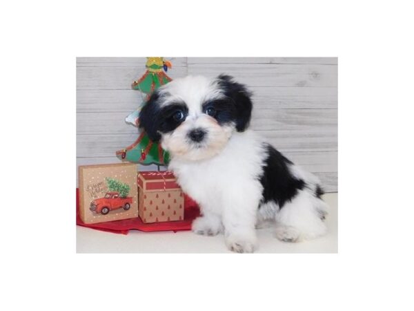 Teddy Bear DOG Female Black / White 11548 Petland Batavia, Illinois