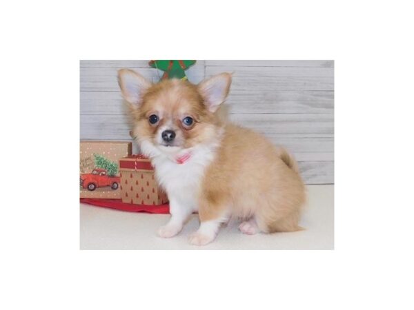 Chihuahua DOG Male Fawn / White 19713 Petland Batavia, Illinois