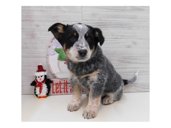 Australian Cattle Dog DOG Male Blue Merle 11560 Petland Batavia, Illinois