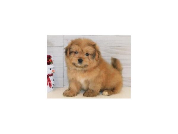 Shih-Pom DOG Female Gold 19731 Petland Batavia, Illinois