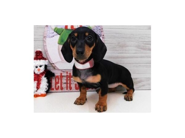 Dachshund DOG Female Black / Tan 19727 Petland Batavia, Illinois