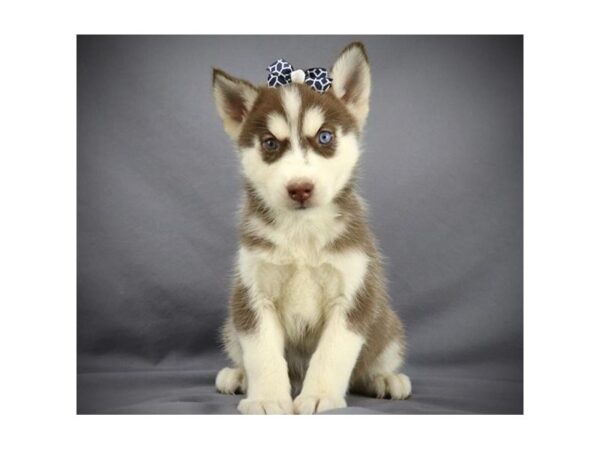 Siberian Husky DOG Female Red / White 19464 Petland Batavia, Illinois