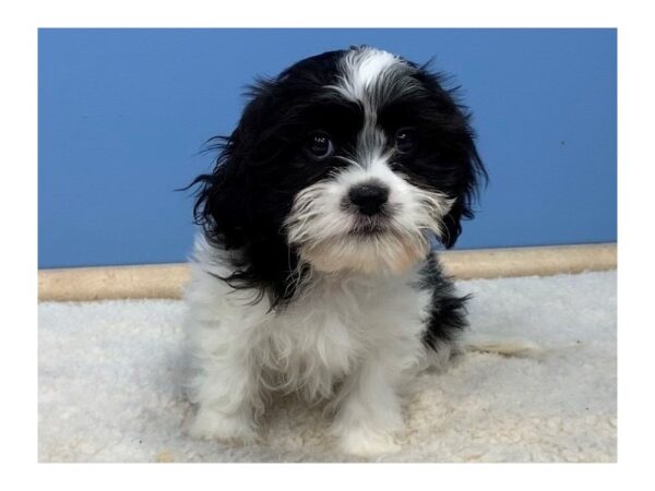 CavaTzu-DOG-Male-Black and White-19465-Petland Batavia, Illinois