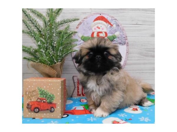 Pekingese DOG Male Sable 11570 Petland Batavia, Illinois