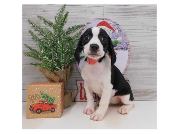 Boggle-DOG-Female-Black / White-11571-Petland Batavia, Illinois