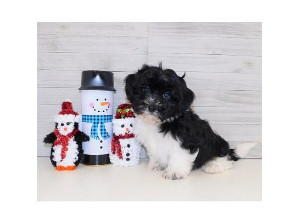 Teddy Bear-DOG-Male-Black / White-11573-Petland Batavia, Illinois