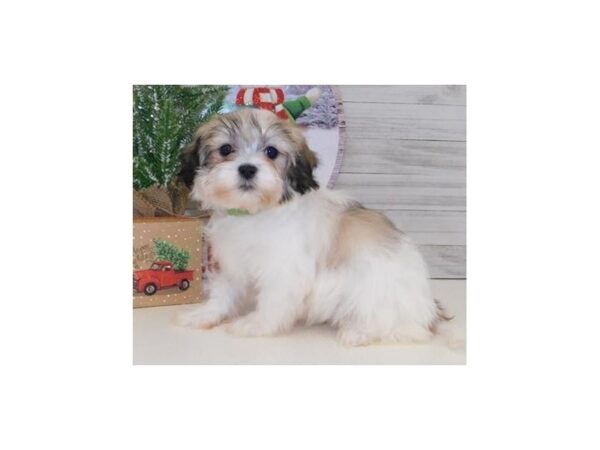 Malshi DOG Male Gold / White 19744 Petland Batavia, Illinois
