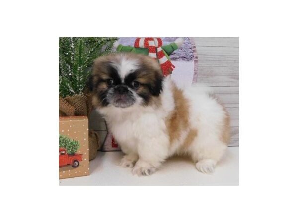 Pekingese DOG Male Gold / White 19741 Petland Batavia, Illinois