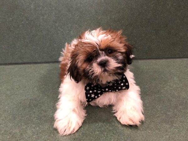 Shih Tzu DOG Male Gold & White 11577 Petland Batavia, Illinois