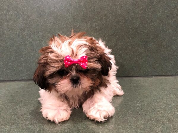 Shih Tzu DOG Female Gold & White 11576 Petland Batavia, Illinois