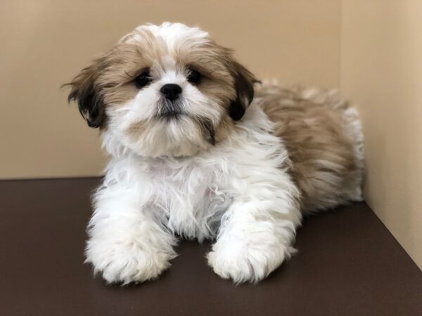 Shih Tzu DOG Male Gold & White 19748 Petland Batavia, Illinois