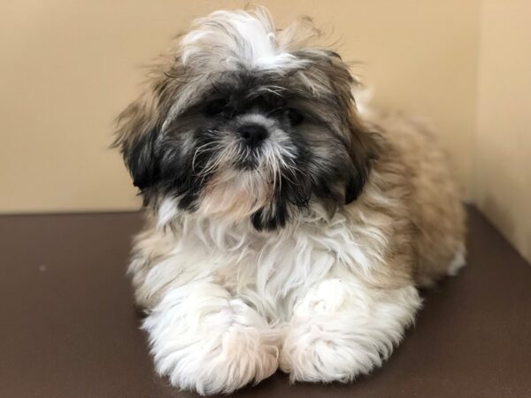 Shih Tzu DOG Male Gold & White 19747 Petland Batavia, Illinois