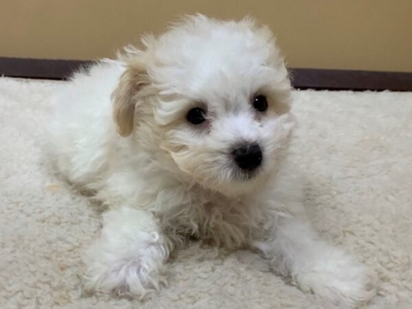 Bichon Poo DOG Male White 19491 Petland Batavia, Illinois